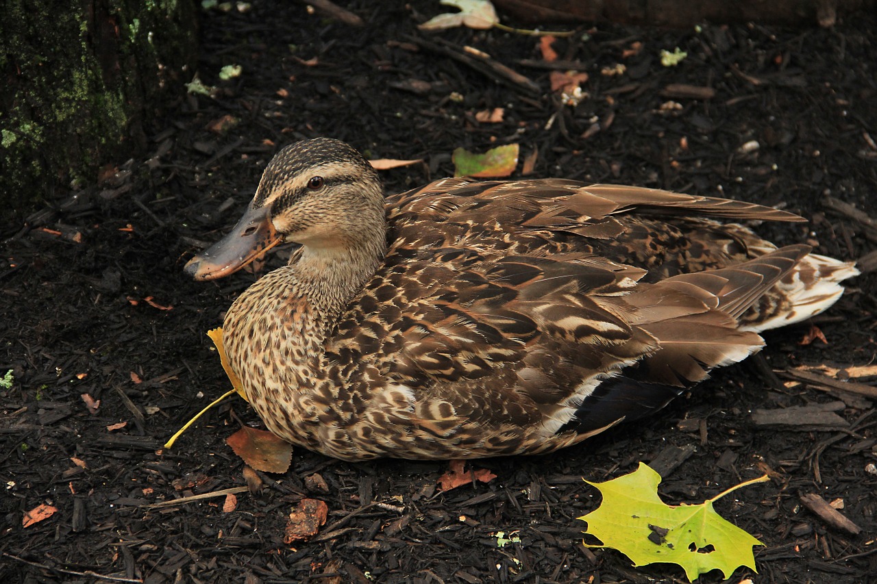 duck brown fowl free photo