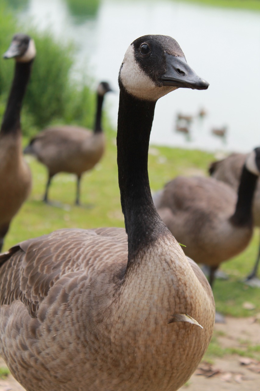 duck brown duck bird free photo