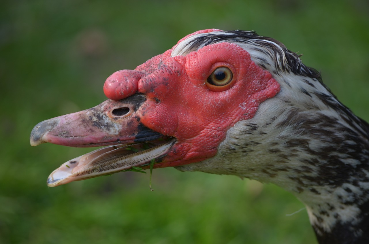 duck water bird animal free photo