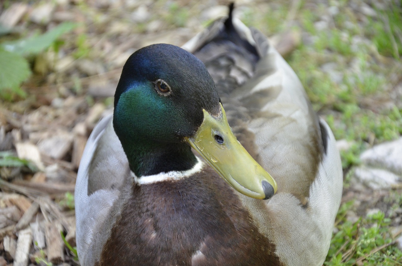 duck drake water bird free photo