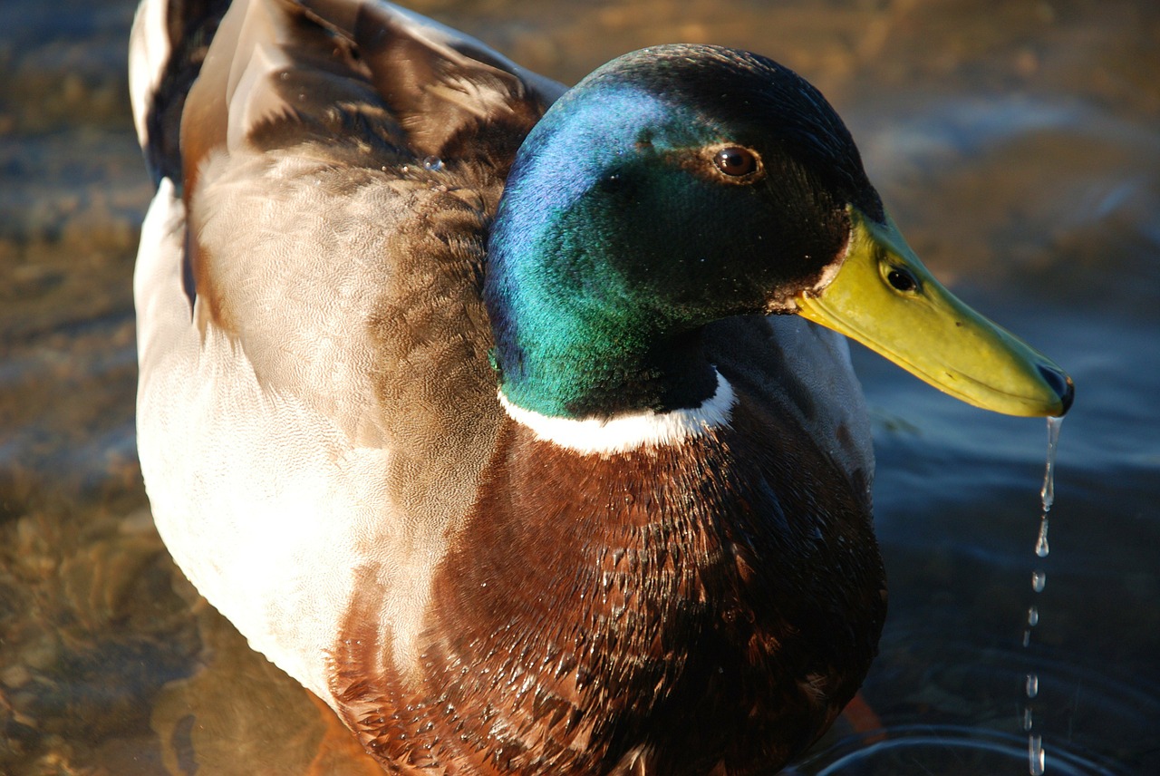 duck mallard male free photo