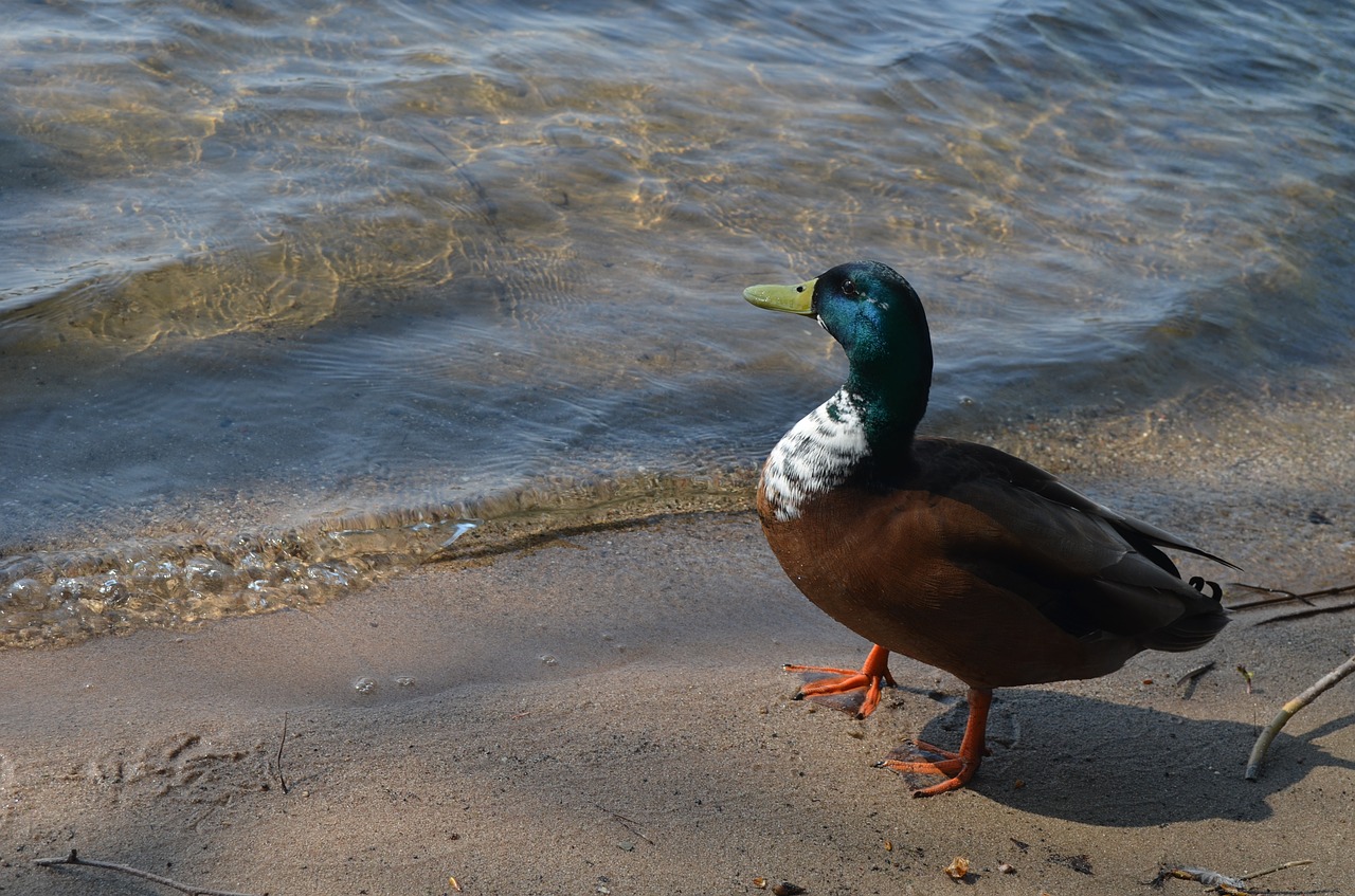 duck lake wildlife free photo