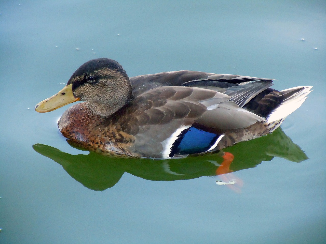 duck close bird free photo