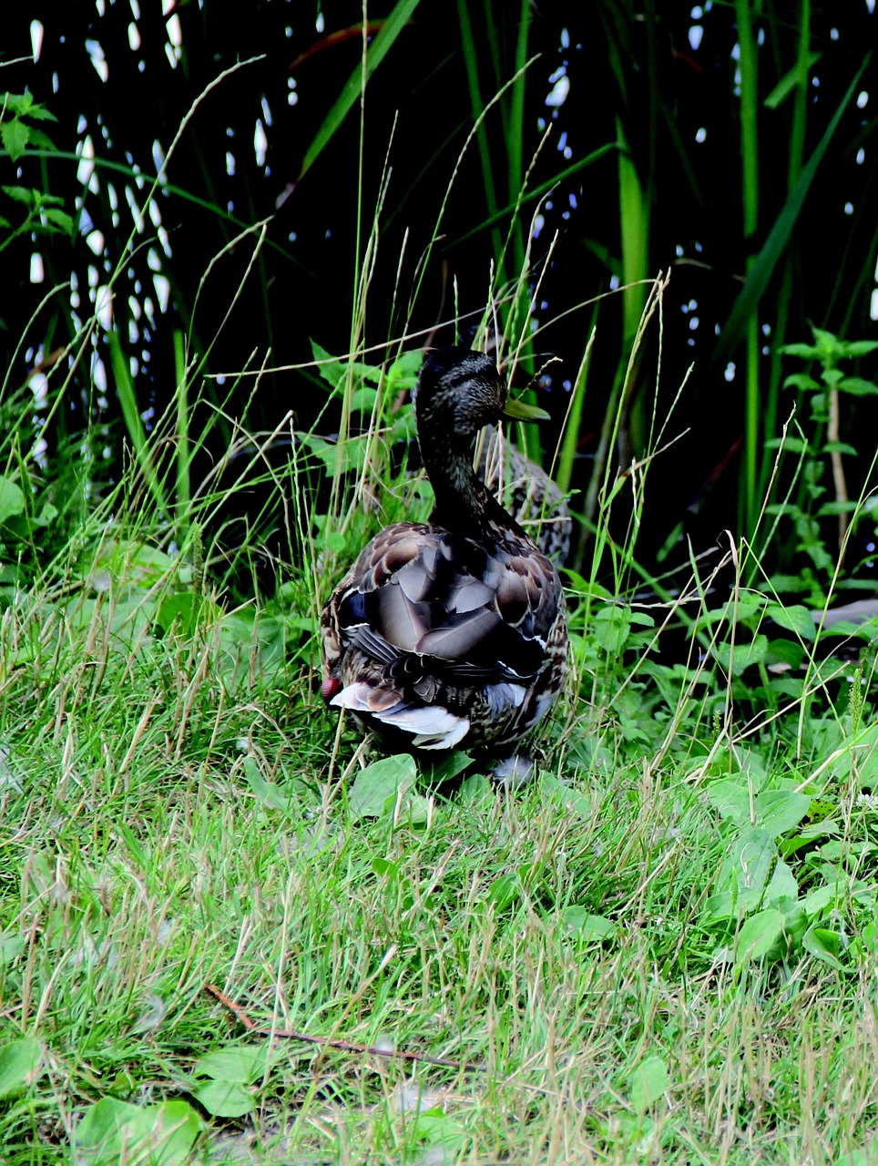 duck animals volatile free photo