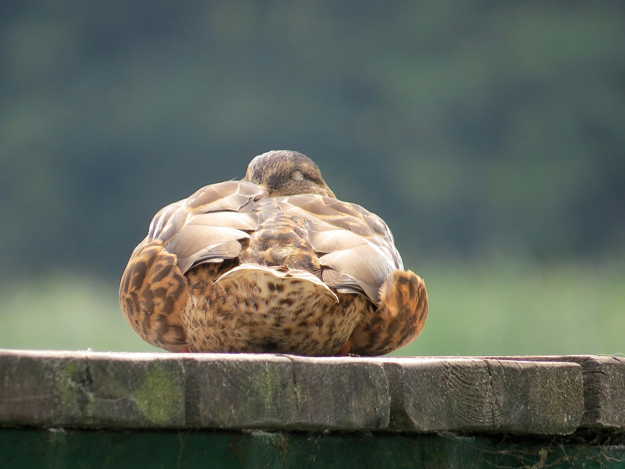 duck haven water free photo