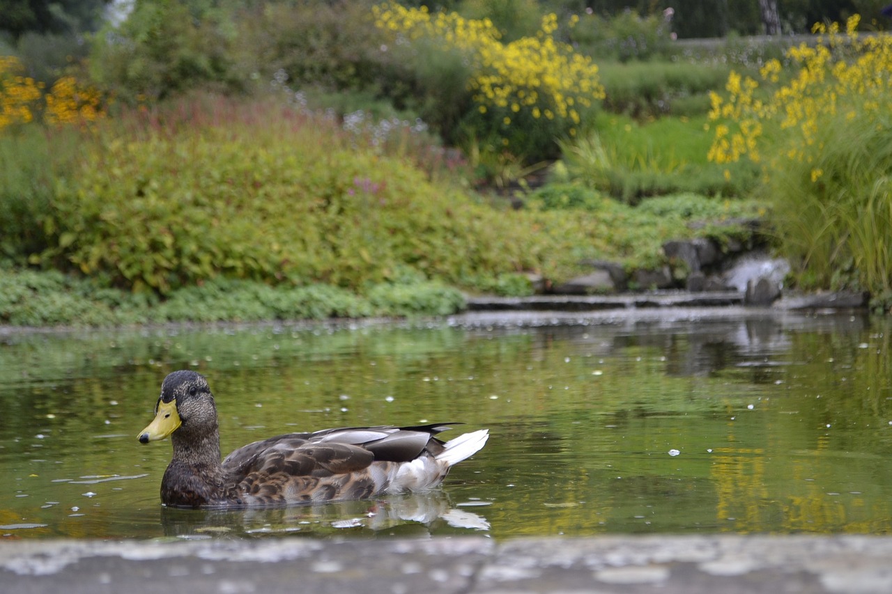 duck pond lake free photo