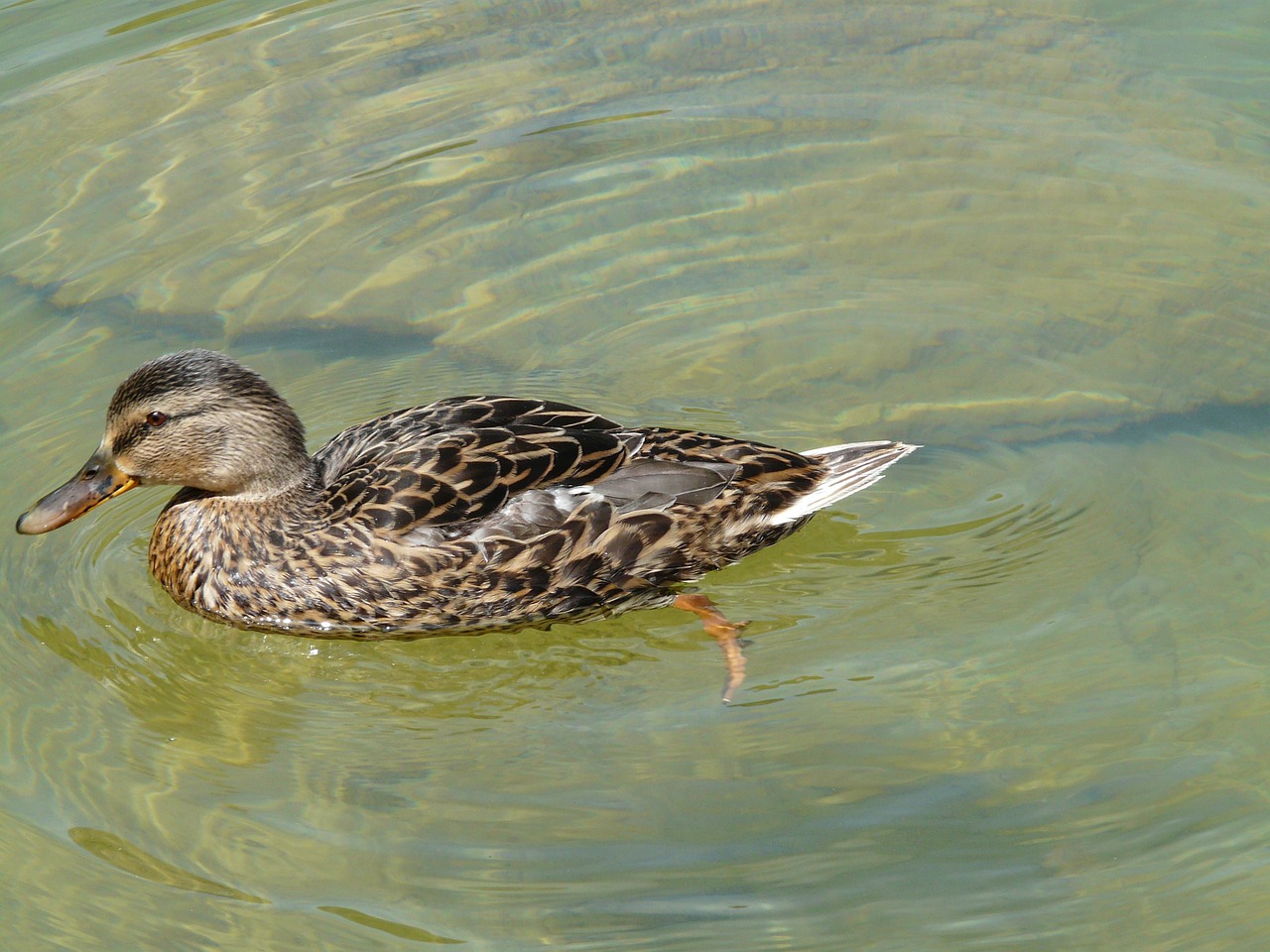 duck mallard anas platyrhynchos free photo