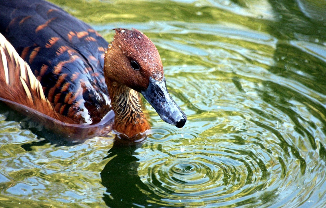duck lake mallard free photo