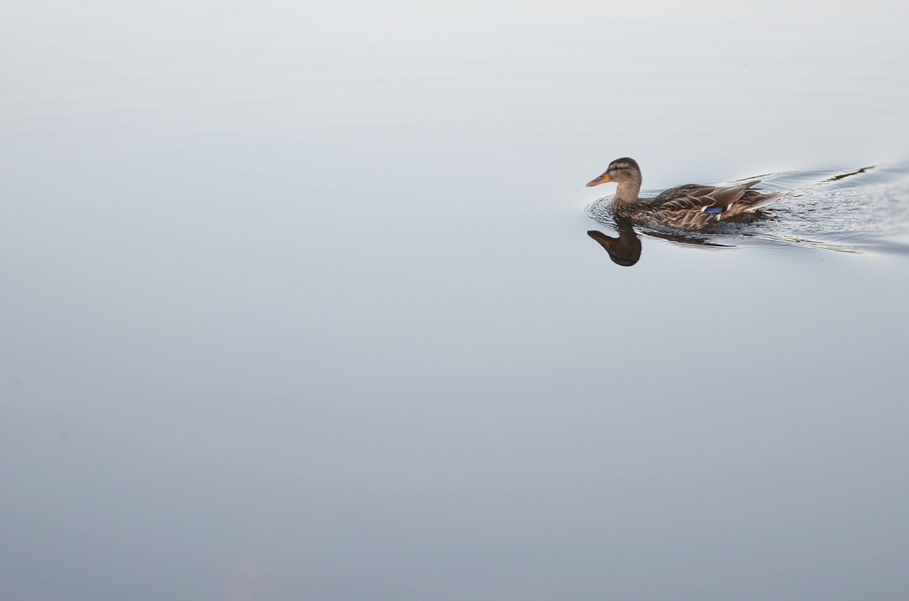 duck animal bird free photo