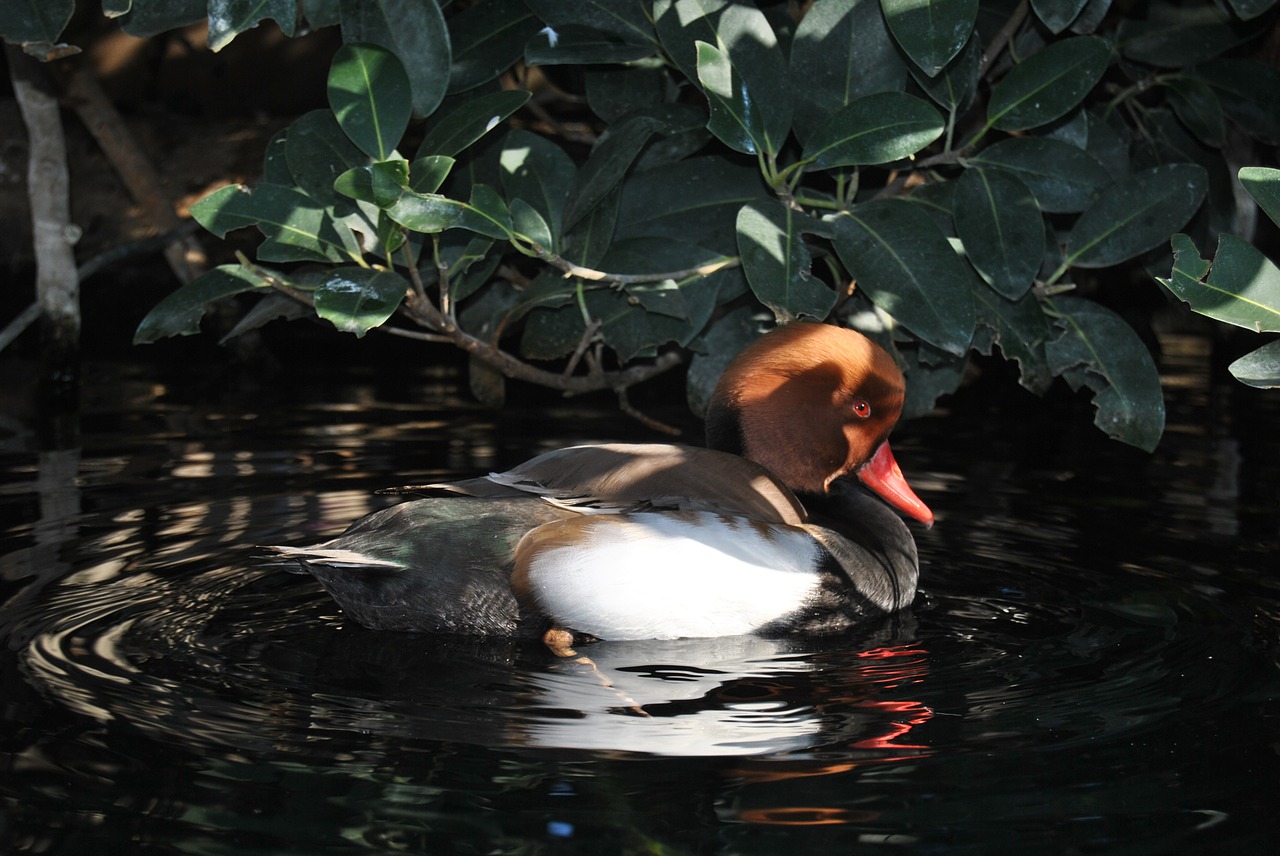 duck pond bird free photo
