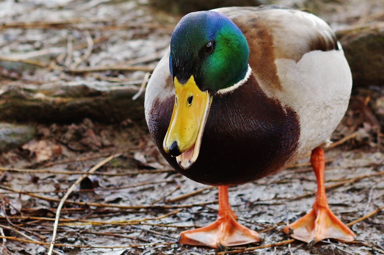 duck mallard bird free photo