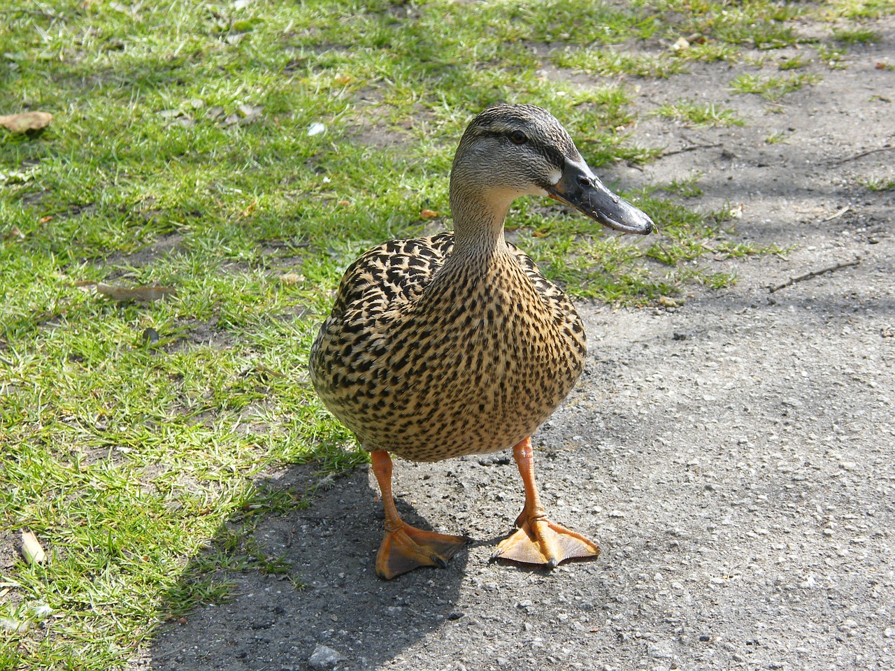 duck animal bird free photo