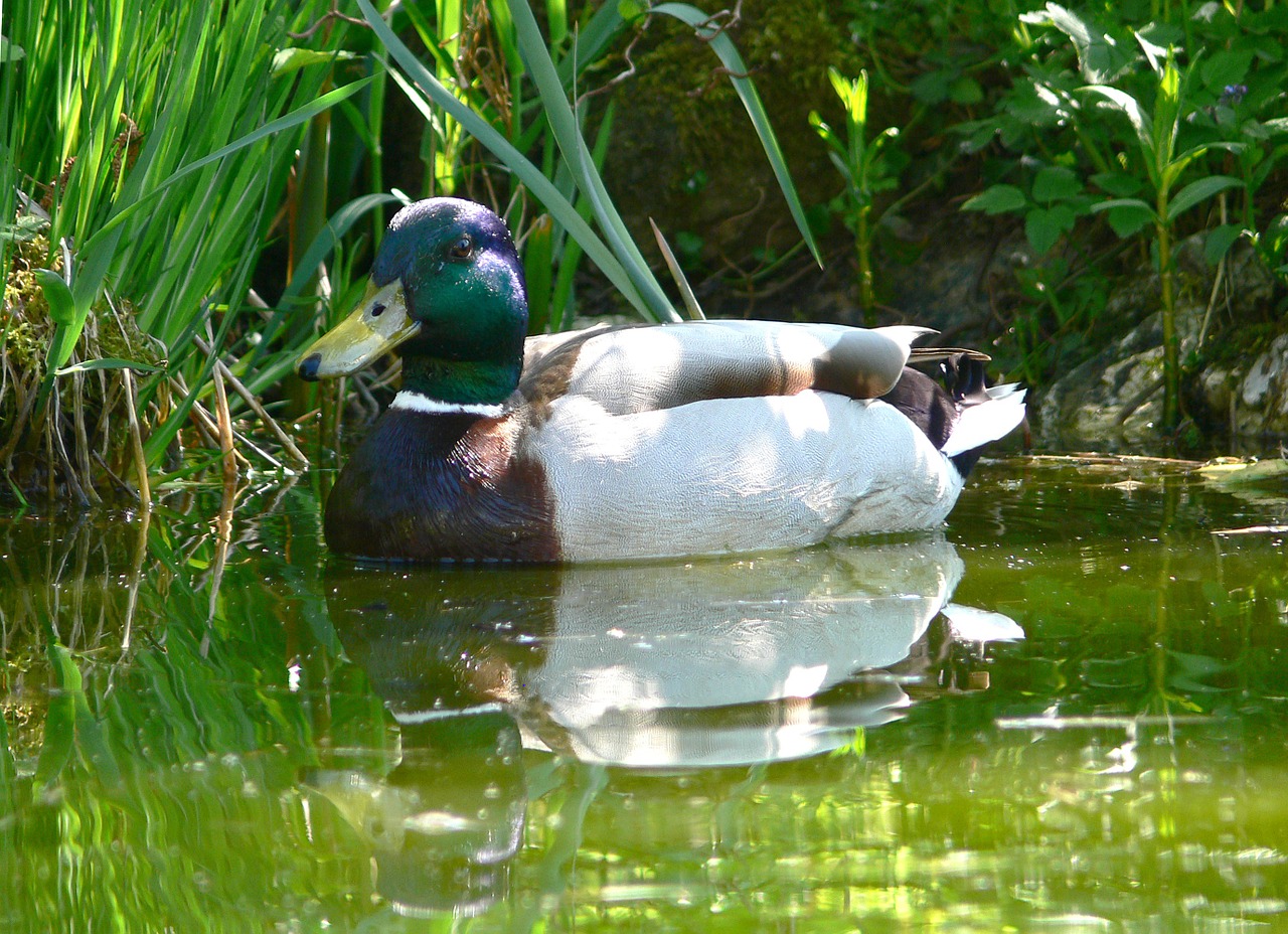 duck drake water bird free photo