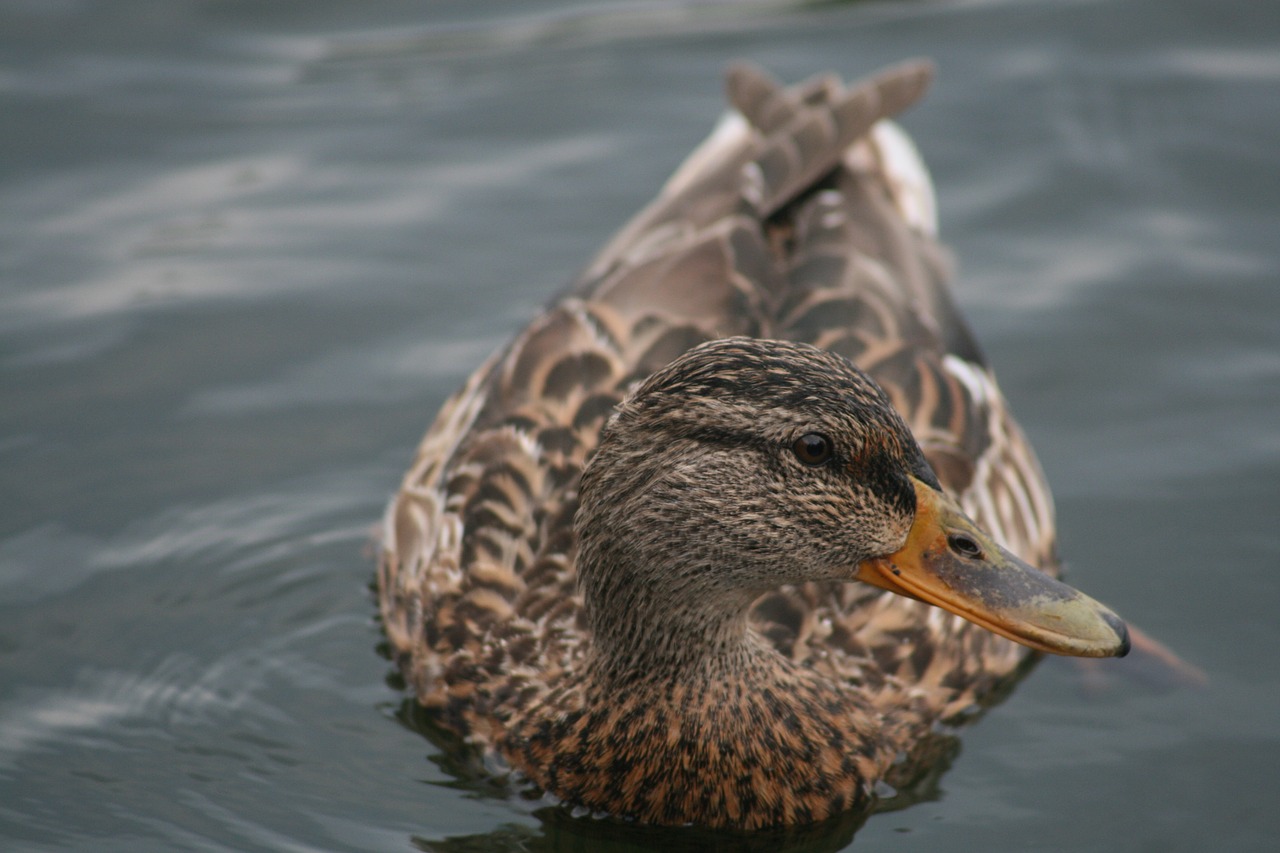 duck mallard water free photo