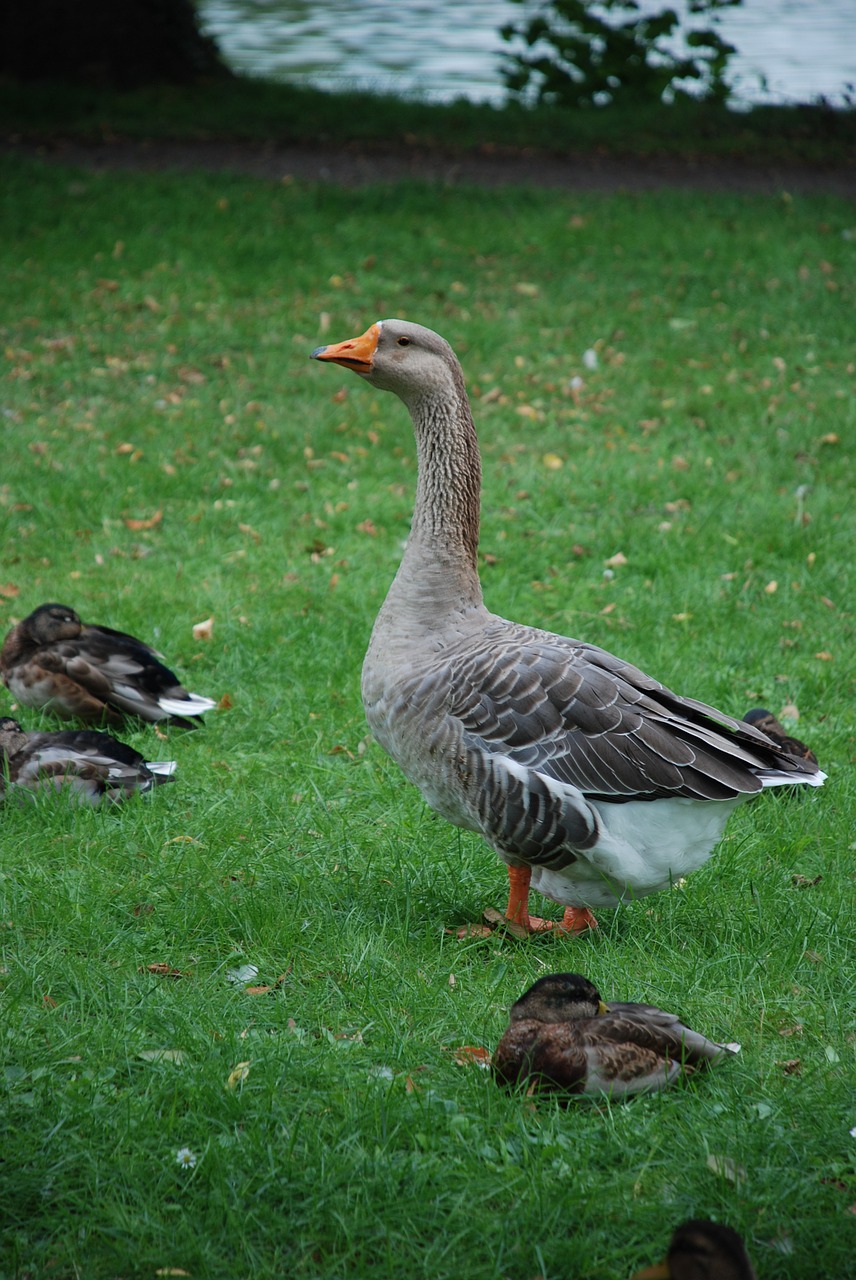 duck goose poultry free photo