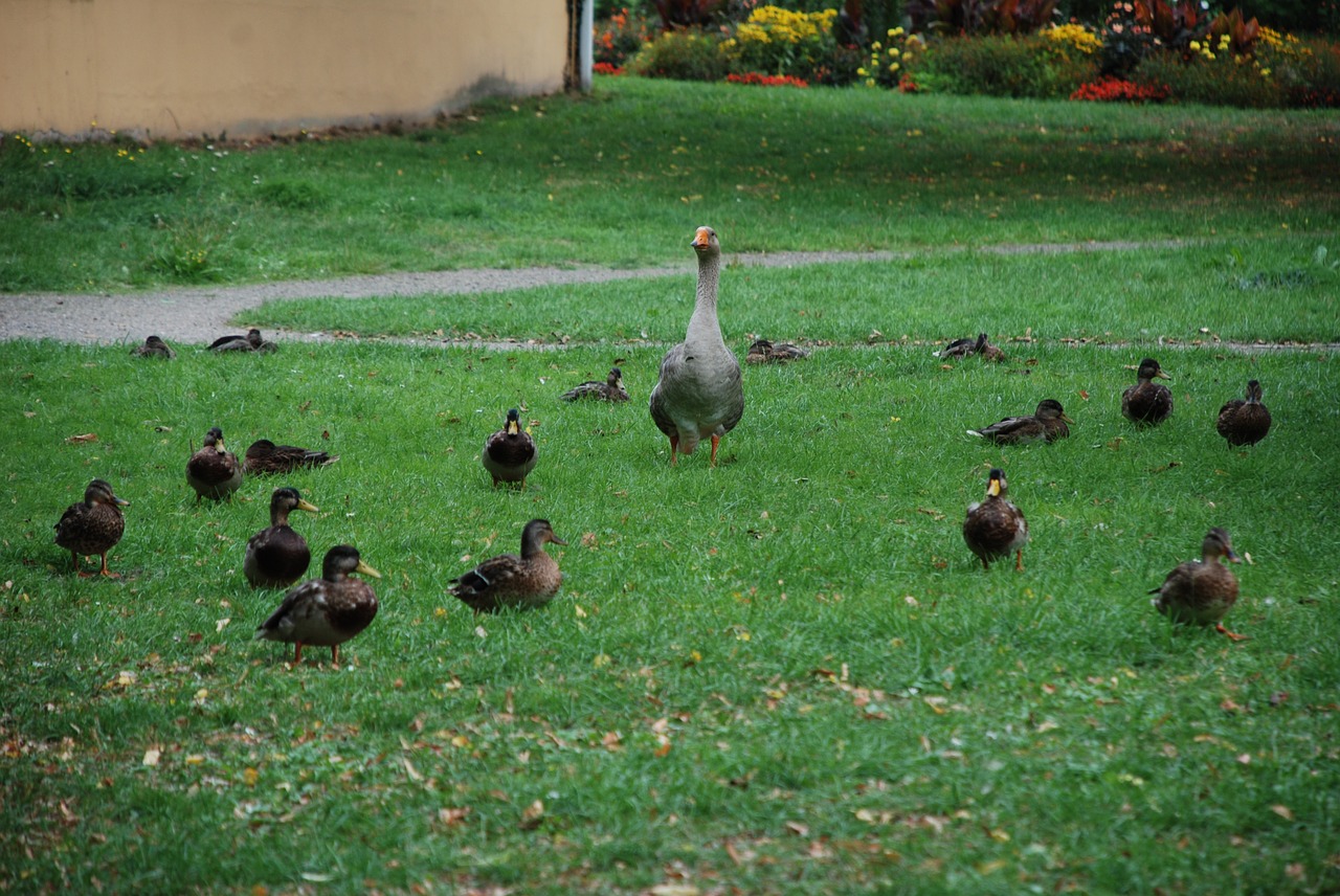 duck goose poultry free photo