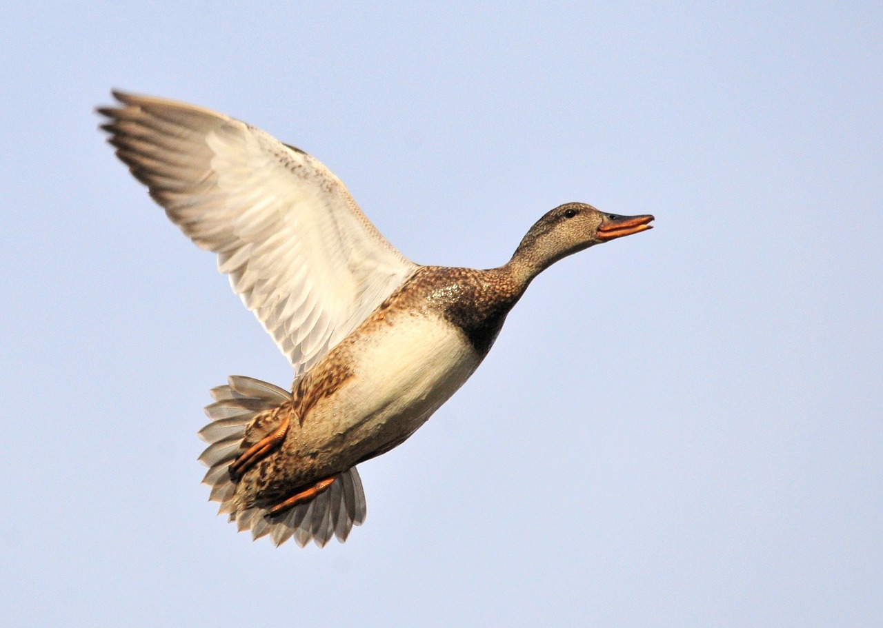 duck flying gadwall hen free photo