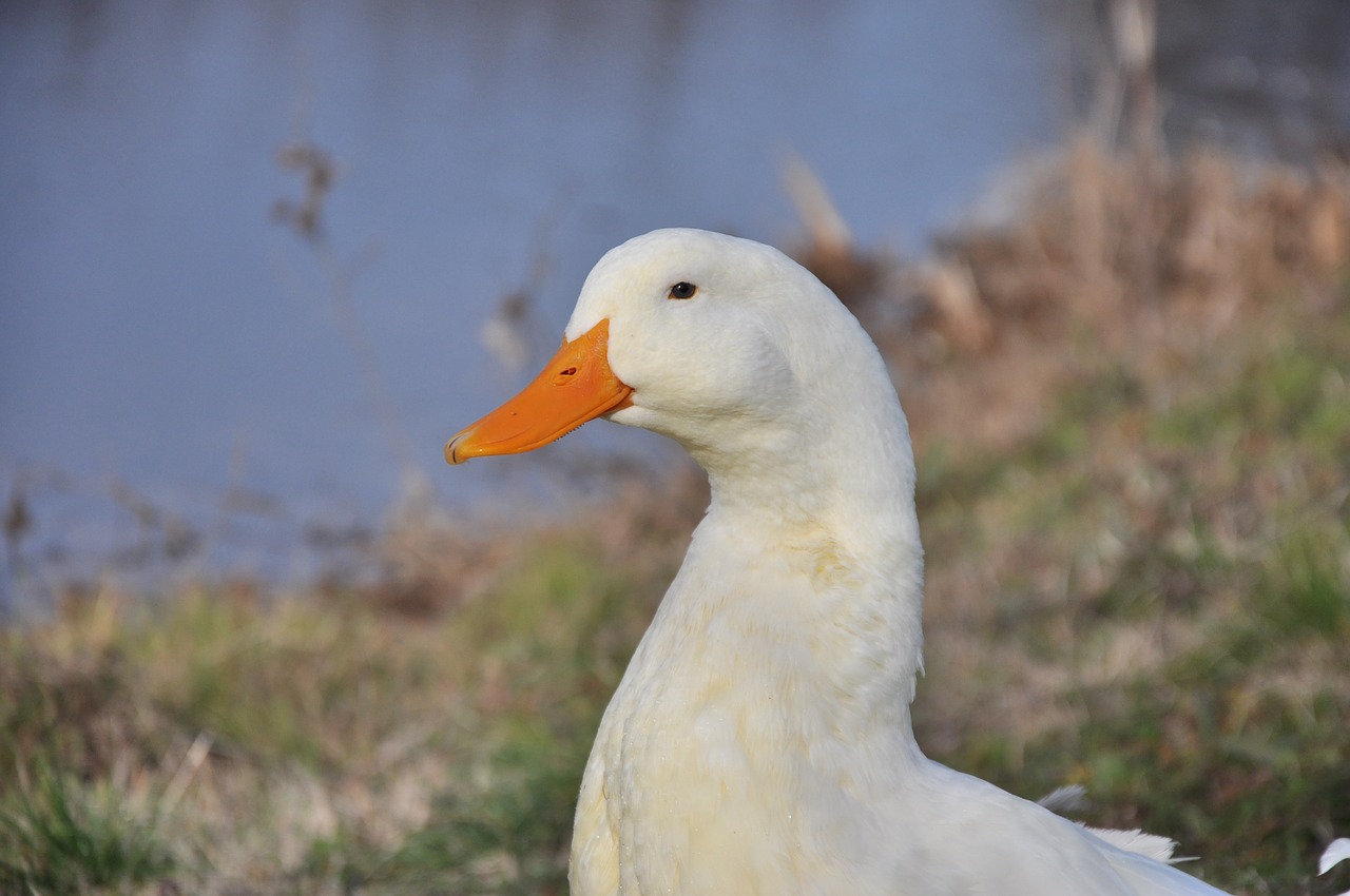 lake duck white bird free photo