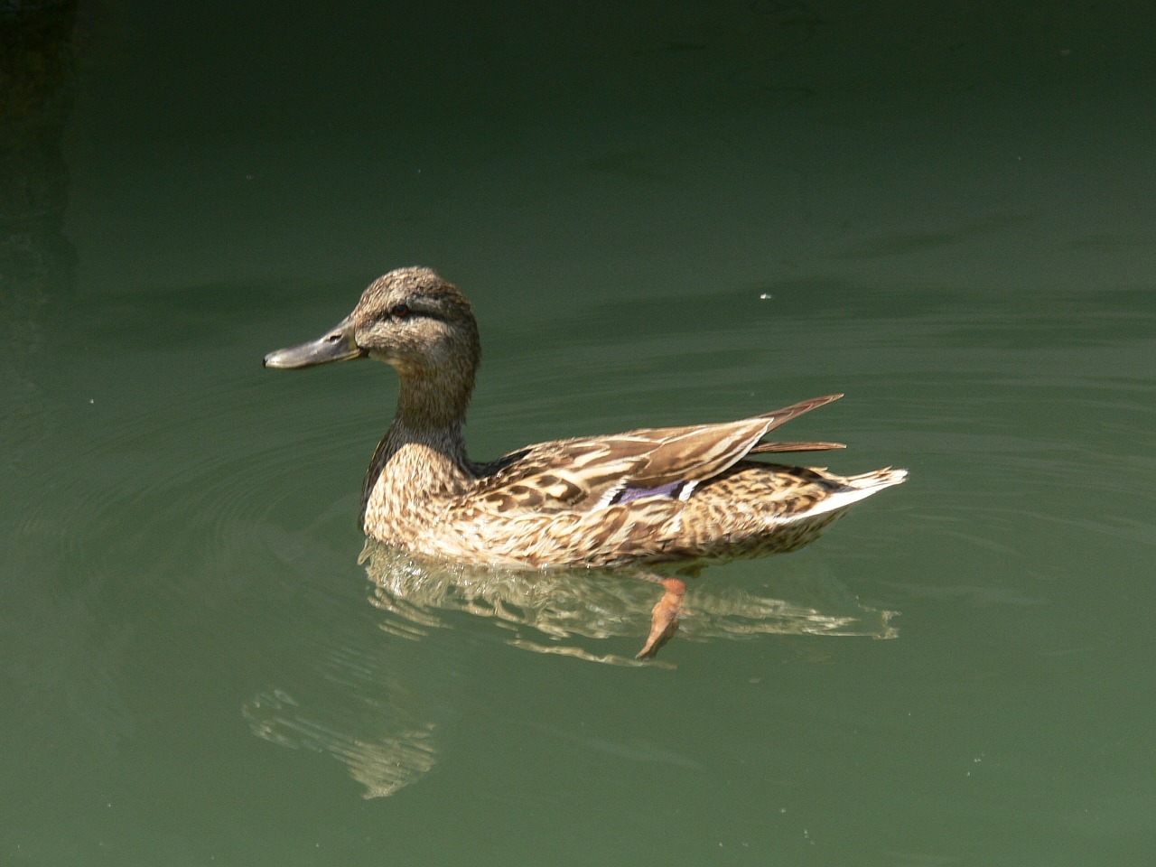 duck water lake balaton free photo