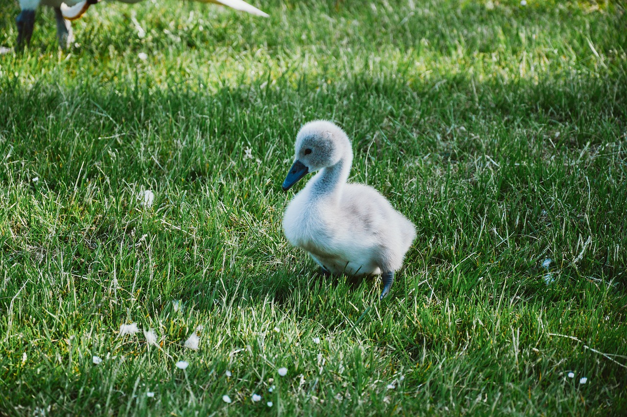 duck meadow nature free photo