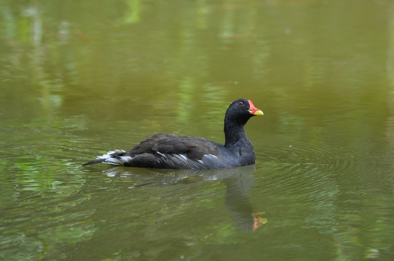 duck water bird free photo