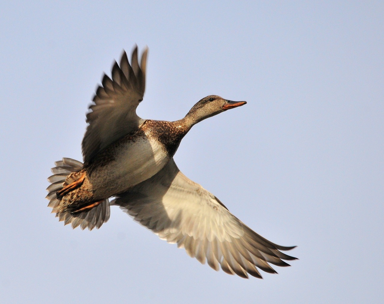 duck flying gadwall hen free photo