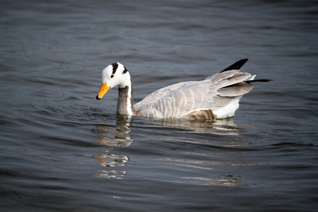 duck bird wild birds free photo