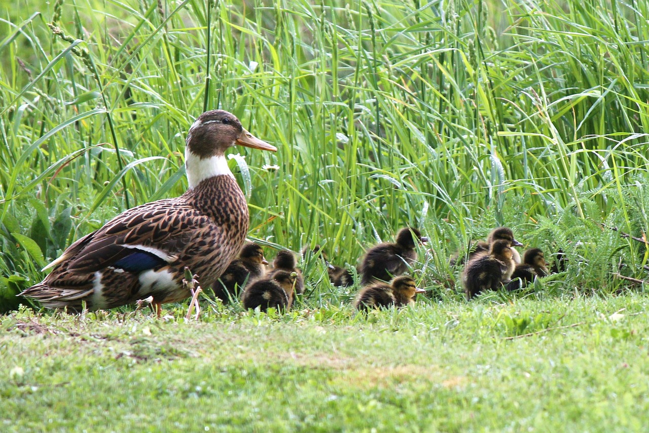 duck chick ducklings free photo