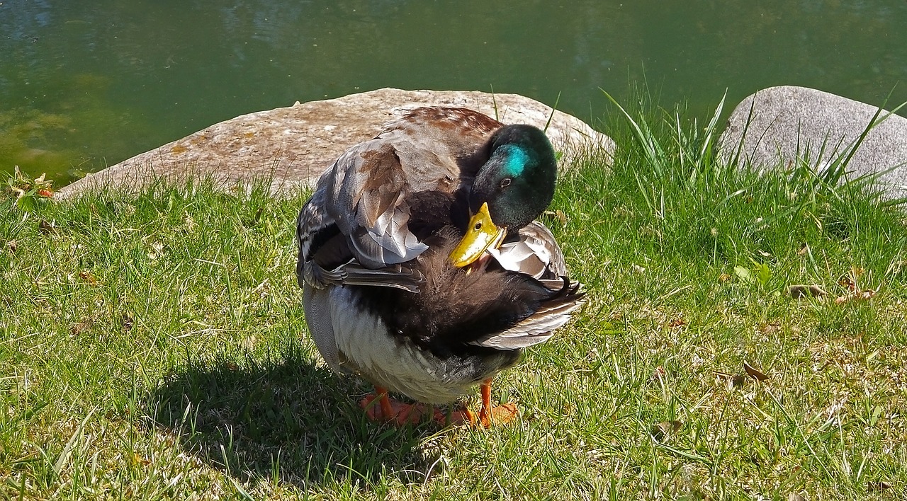 duck nature birds free photo