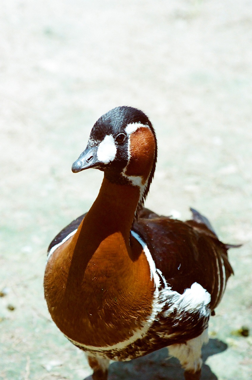 duck waterfowl wildlife free photo