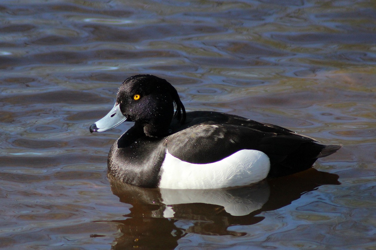 duck tufted tufted duck free photo