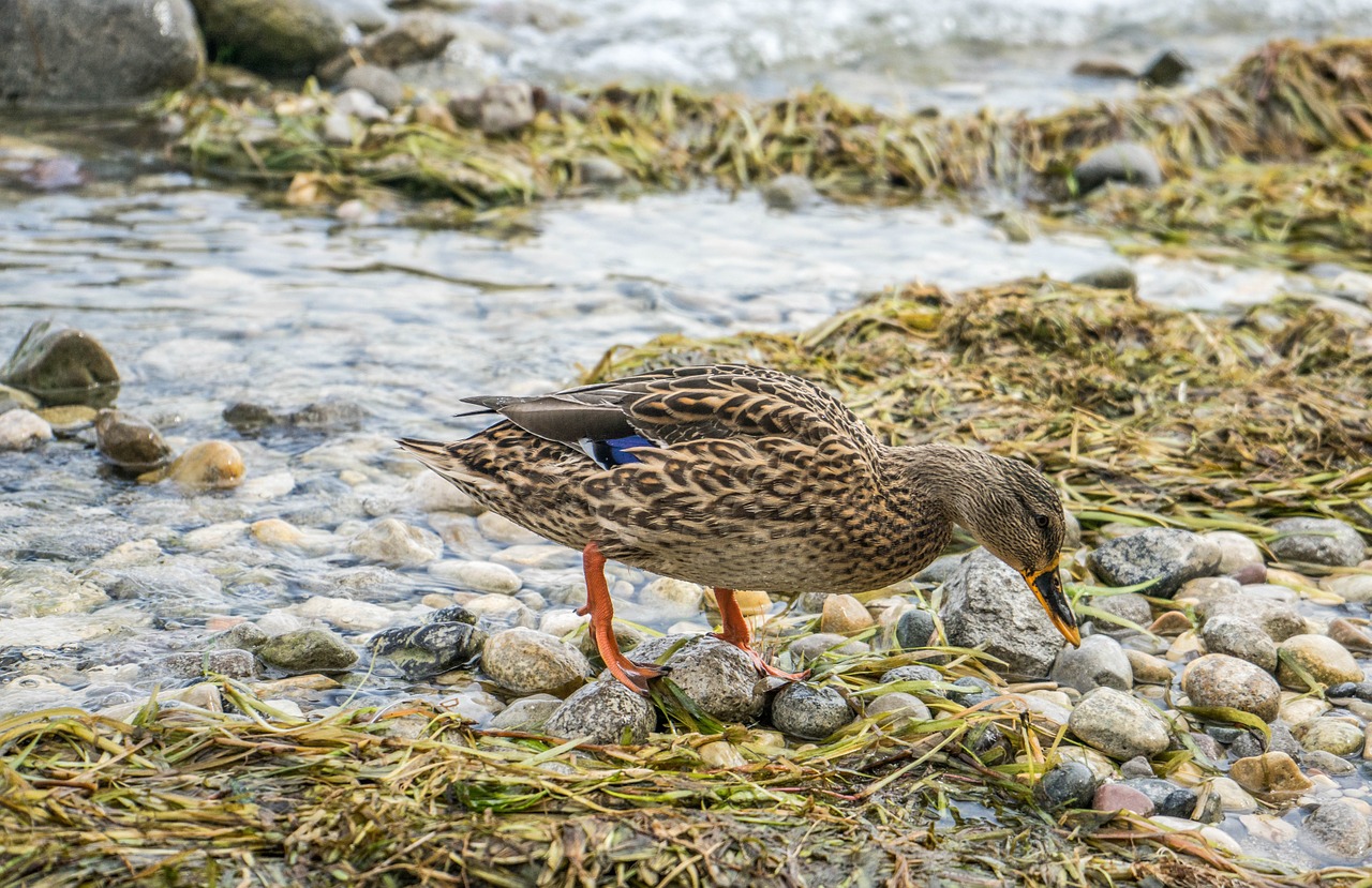 duck close up bird free photo