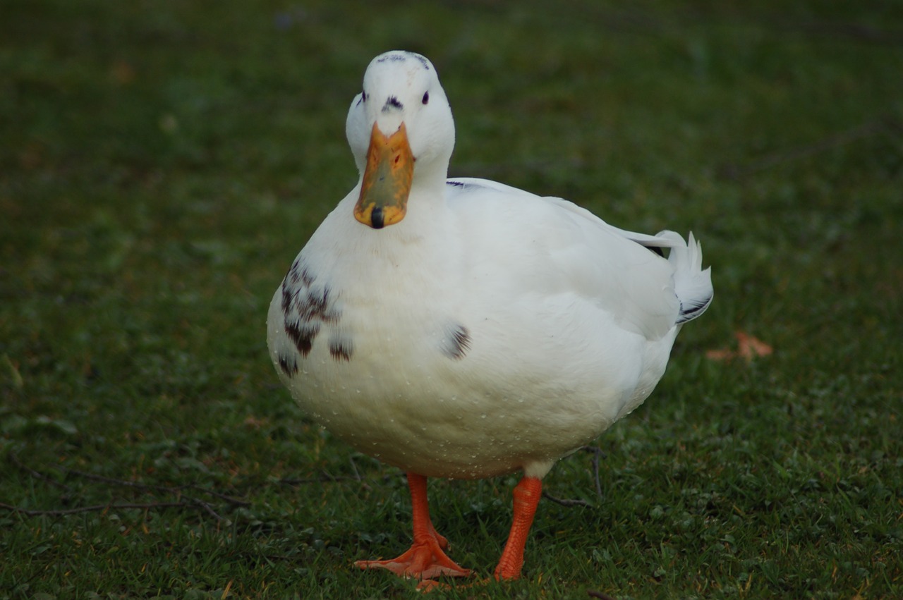 duck bird animals free photo