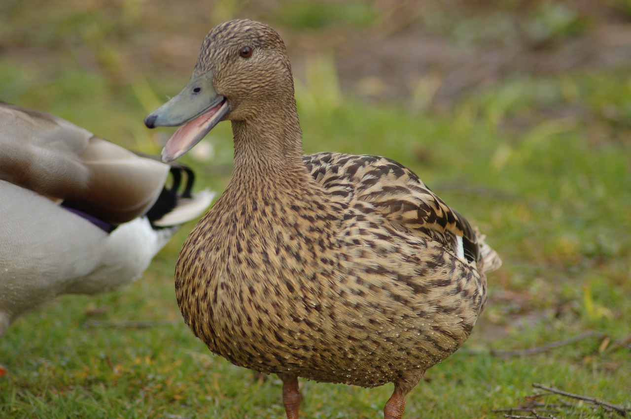 duck bird animal free photo