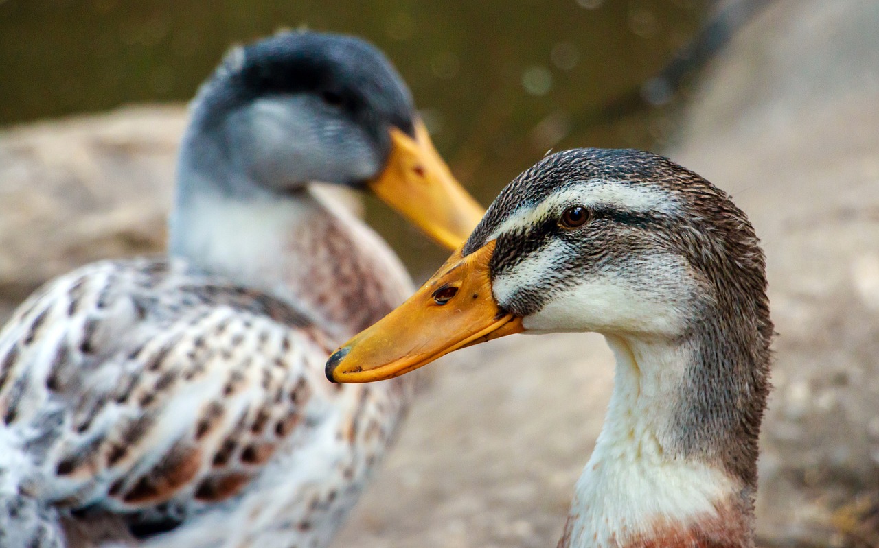 ducks in a row bird free photo