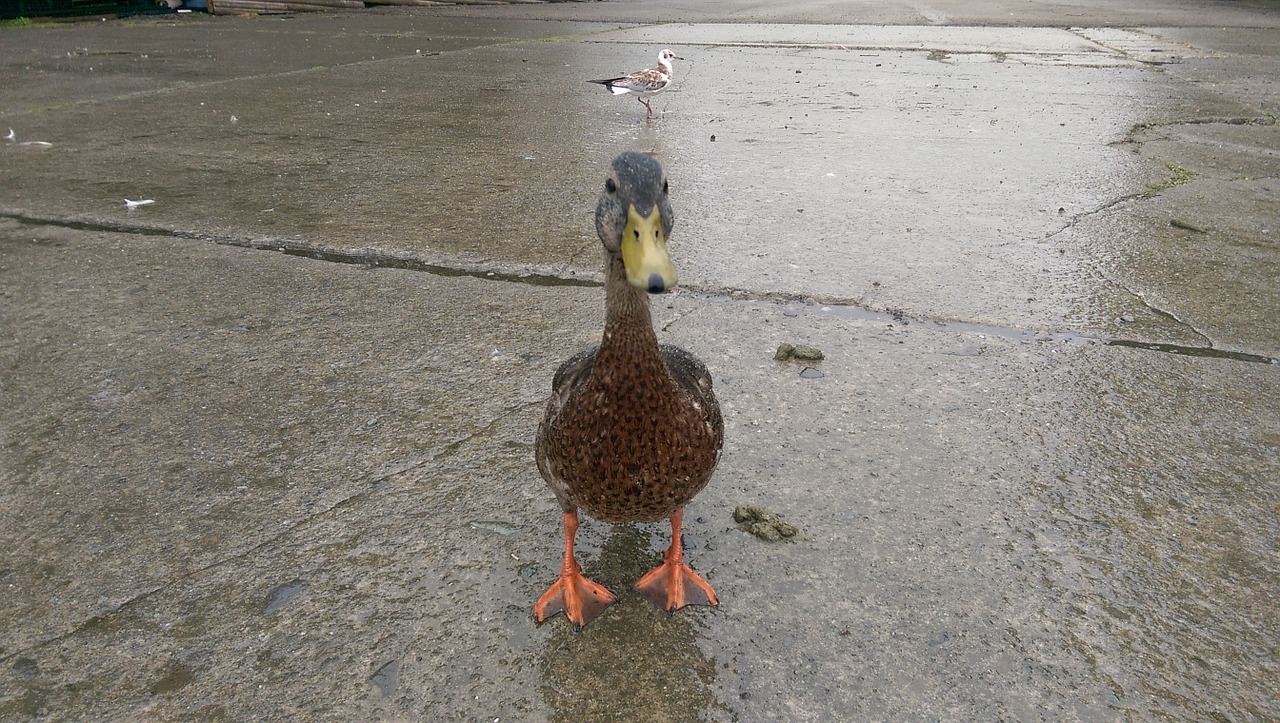 duck rain wet free photo