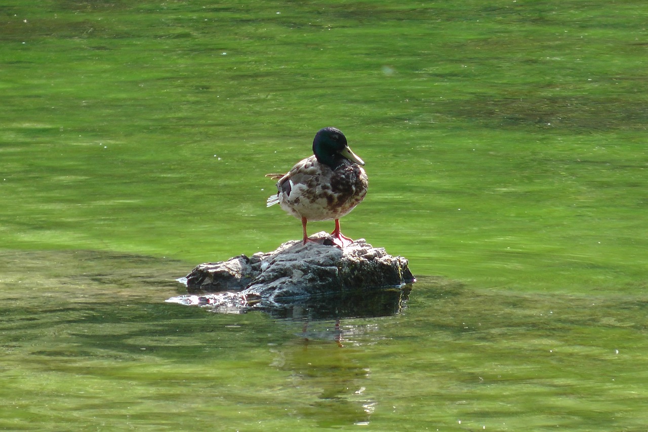 duck water bird free photo