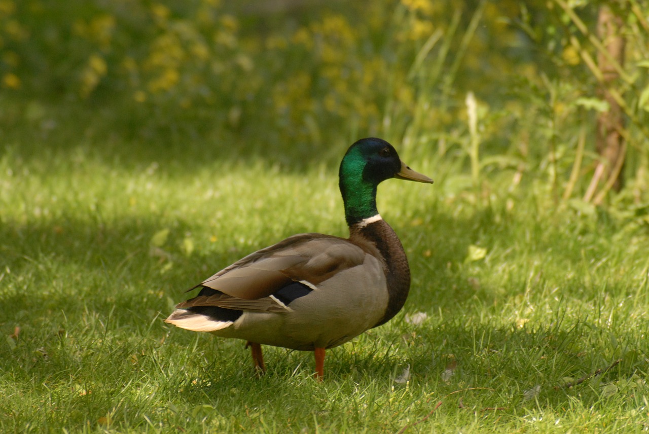 duck park bird free photo