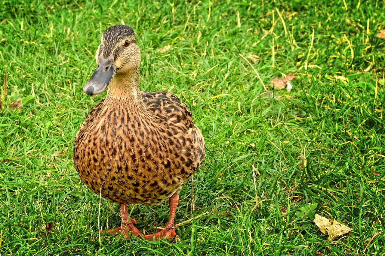 duck mallard anas platyrhynchos free photo