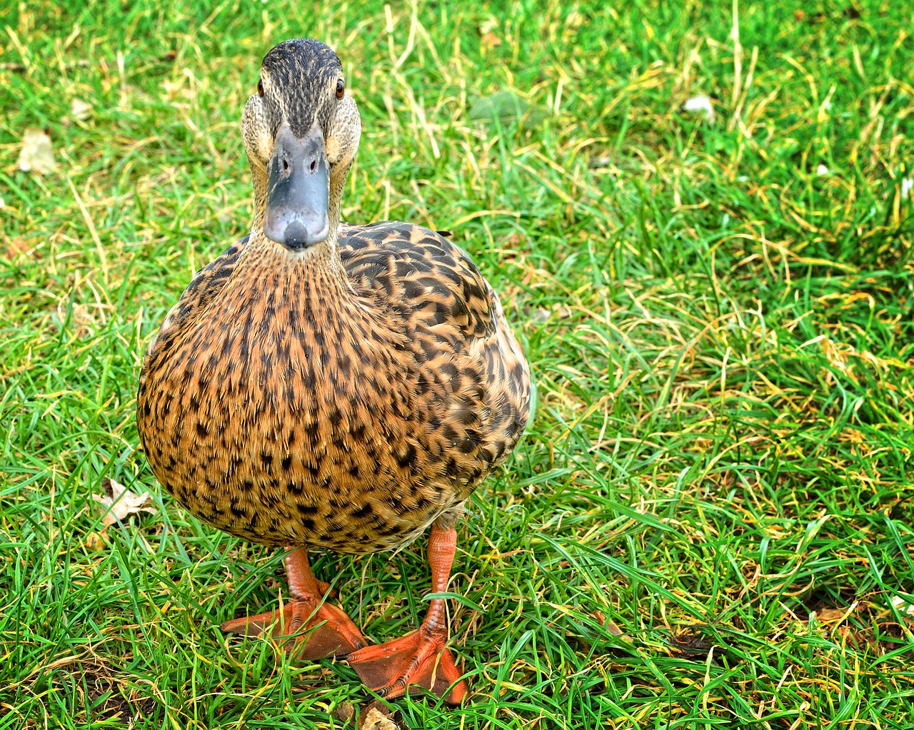 duck mallard anas platyrhynchos free photo