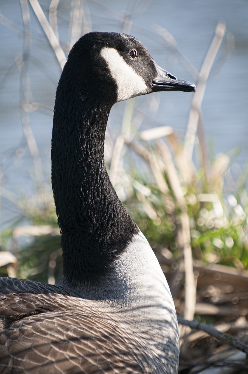 duck nature birds free photo