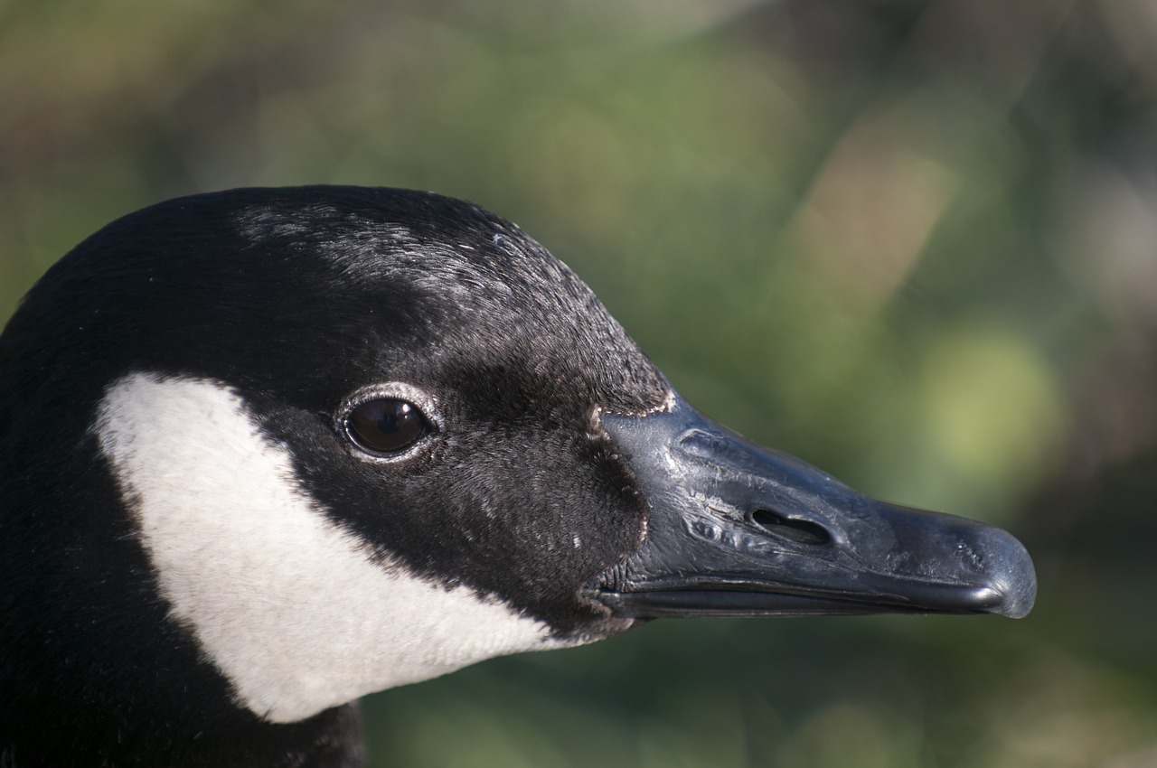 duck nature birds free photo