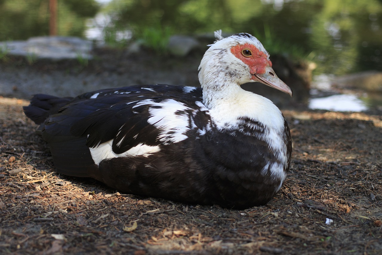 duck bird birds free photo