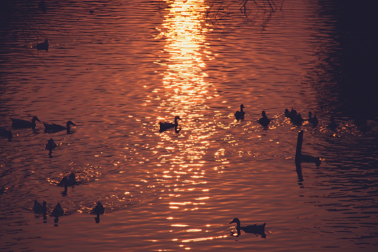 duck lake sunset free photo