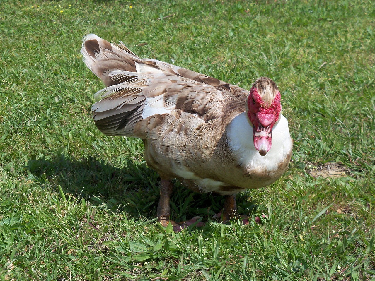 duck green nature free photo