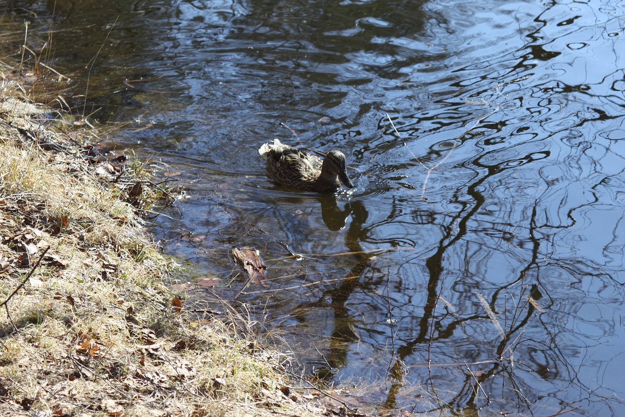 duck bird lake free photo