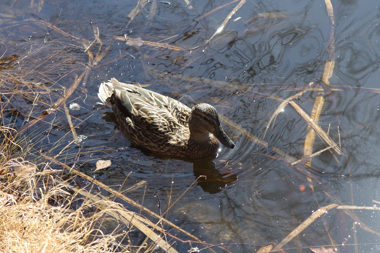 duck lake pond free photo