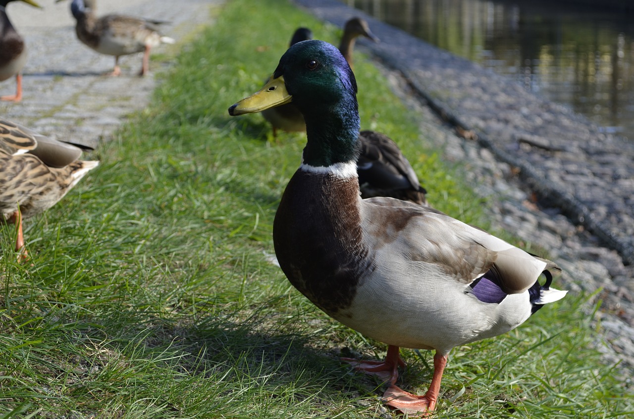 duck park water free photo