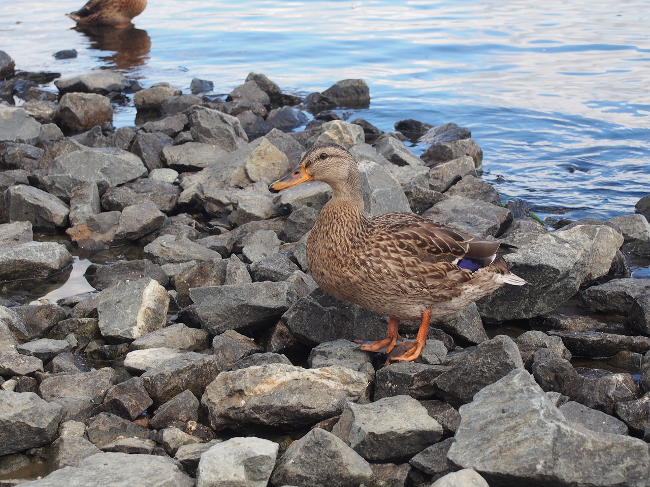 duck water stones free photo