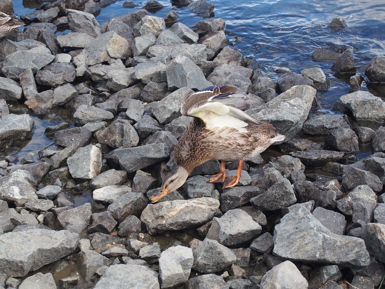 duck water stones free photo